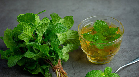 Health Benefits of Lemon Balm