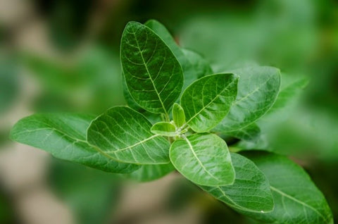 Ashwagandha (Withania Somnifera)