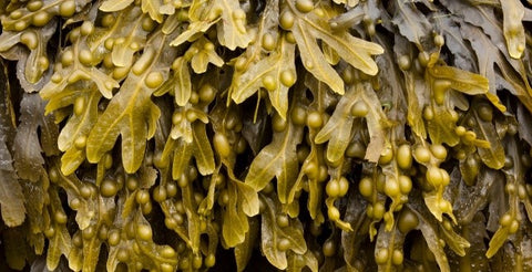 Bladderwrack (Fucus vesiculosus)
