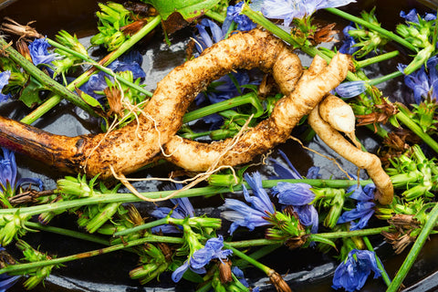 Chicory Root (Chichorium intybus)