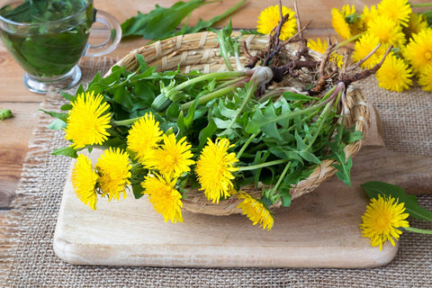 Dandelion Root (Taraxacum officinale)