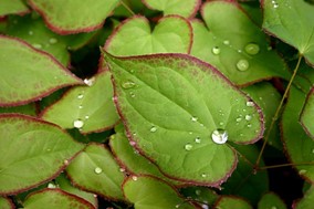 Horny Goat Weed (Epimedium)