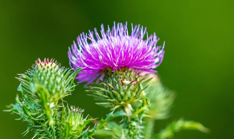 Milk Thistle (Silymarin)