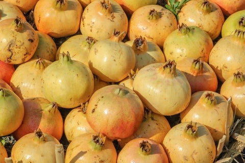 Pomegranate (Punica granatum)