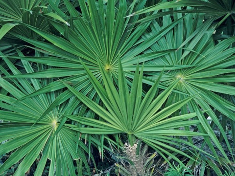 Saw Palmetto (Serenoa repens)