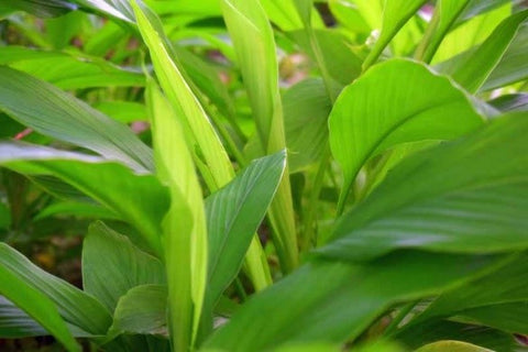 Turmeric