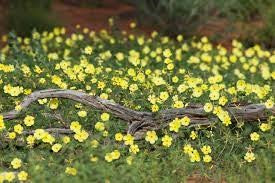 Tribulus (Tribulus terrestris)
