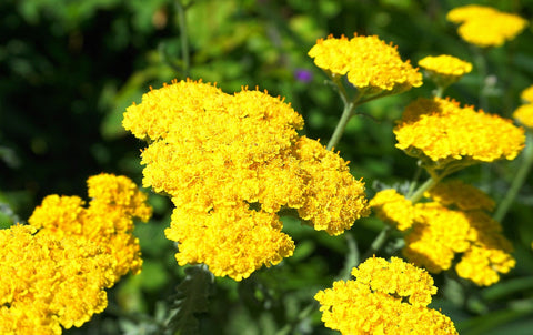 Yarrow (Achillea millefolium)