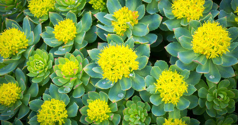 Rhodiola Rosea: The Natural Antidote to Stress and Fatigue