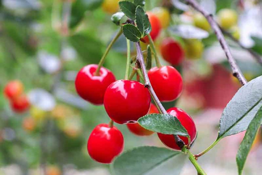 Tart Cherry (Prunus cerasus)