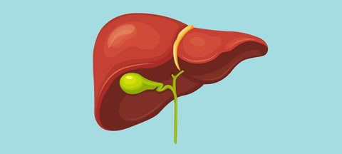 Understanding the Gallbladder