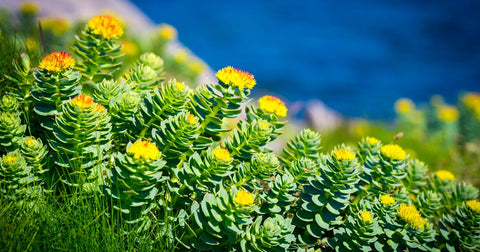 Enhancing Athletic Performance Naturally with Rhodiola Rosea